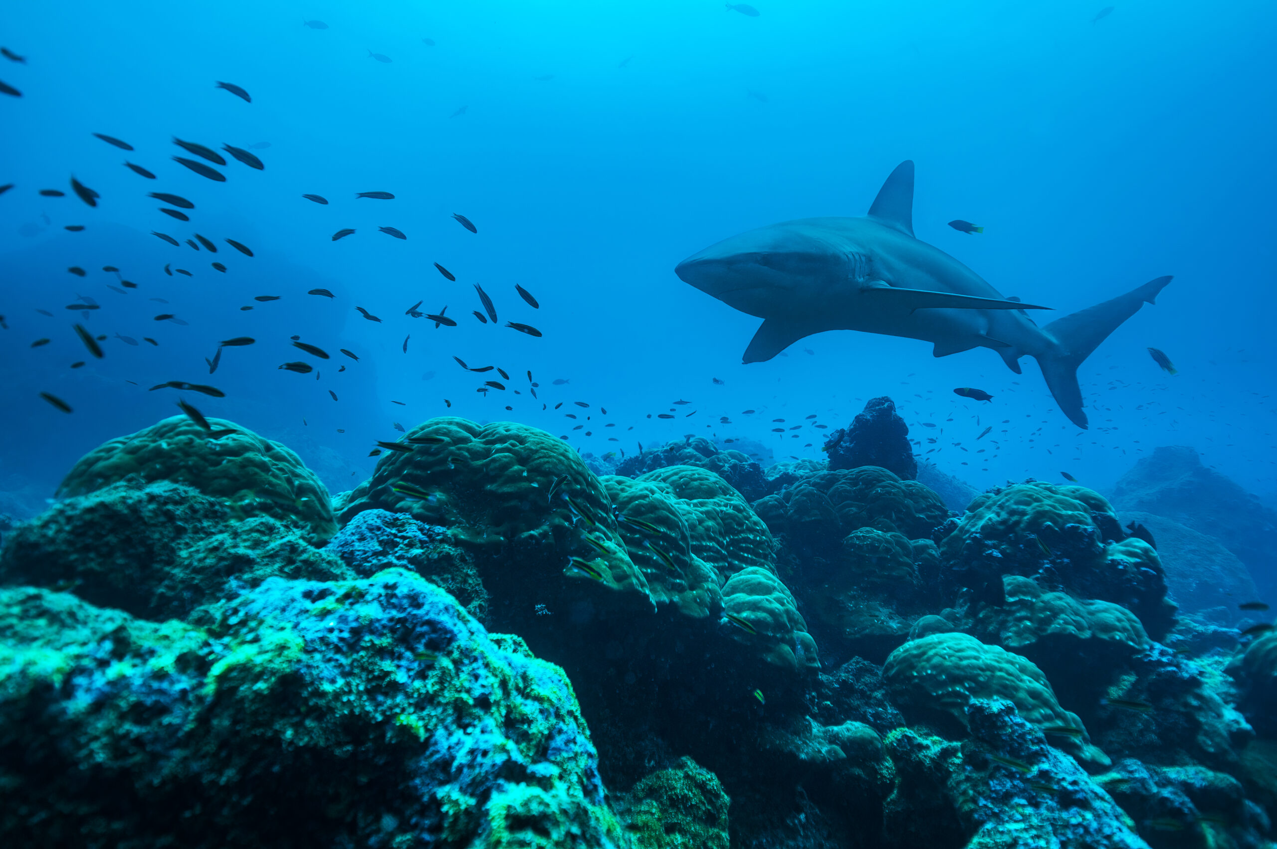 A Galápagos shark patrols the reefs of the
Galápagos Islands Hope Spot.