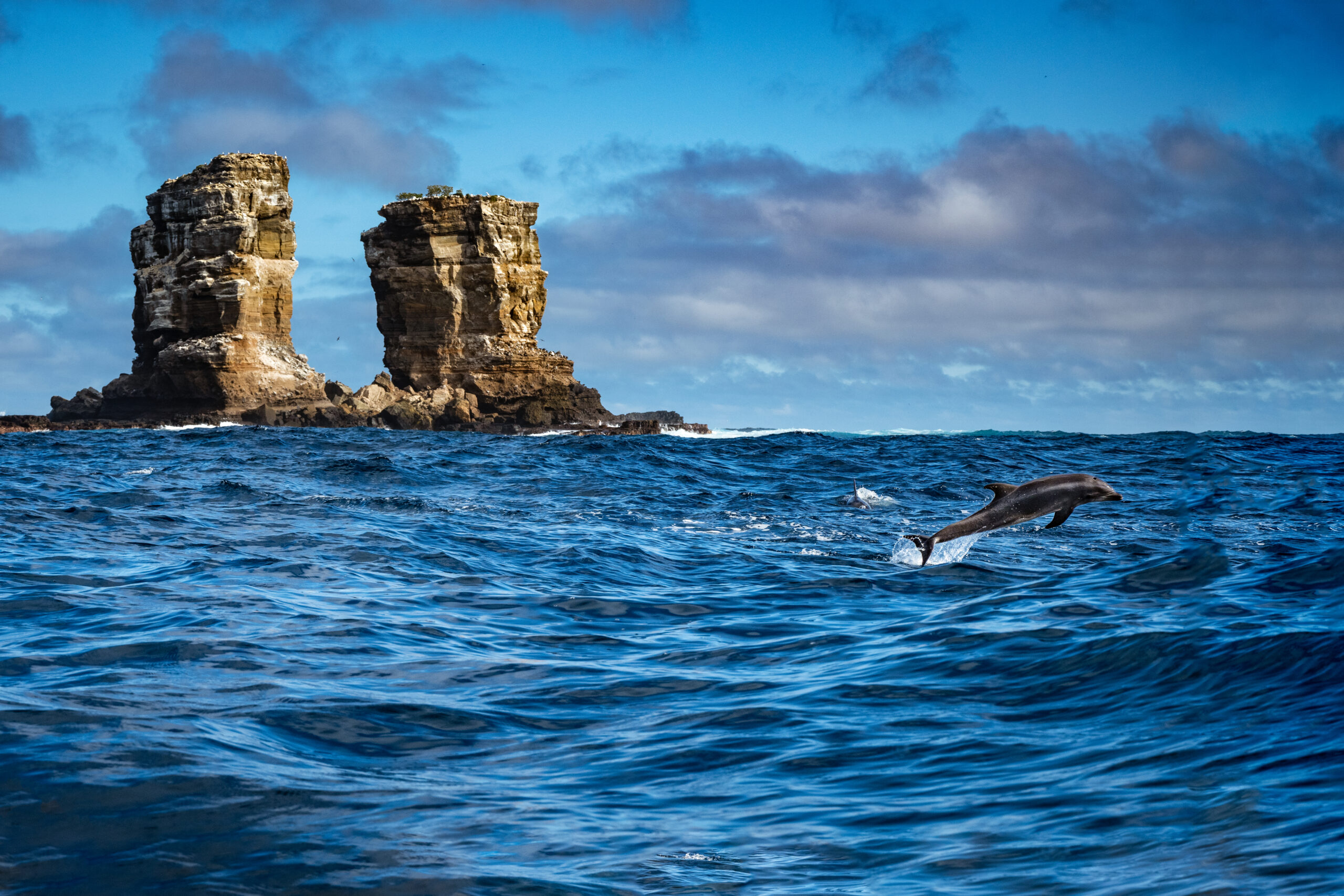 A dolphin leaps from the water in front of
the iconic Darwin’s Arch, which partially
collapsed in 2021.