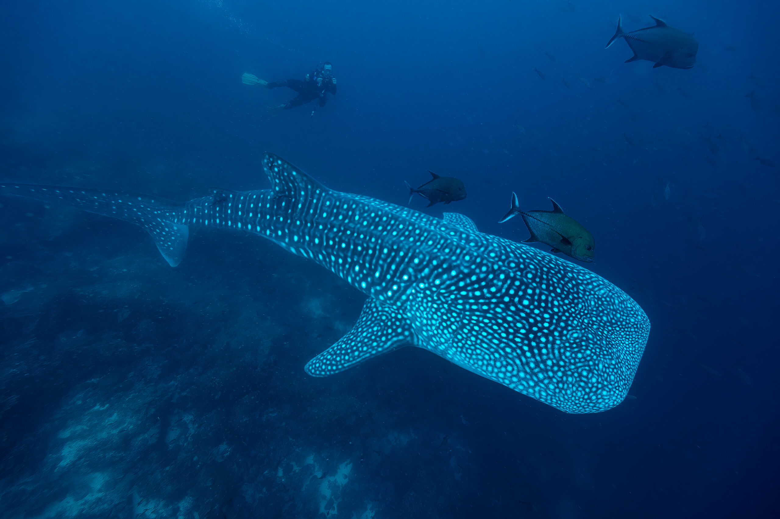 A whale shark disappears into the inky blue
waters of the Galápagos Islands Hope Spot.
In 2022 Ecuador expanded the Galápagos
Marine Reserve to the water boundaries of
Costa Rica.