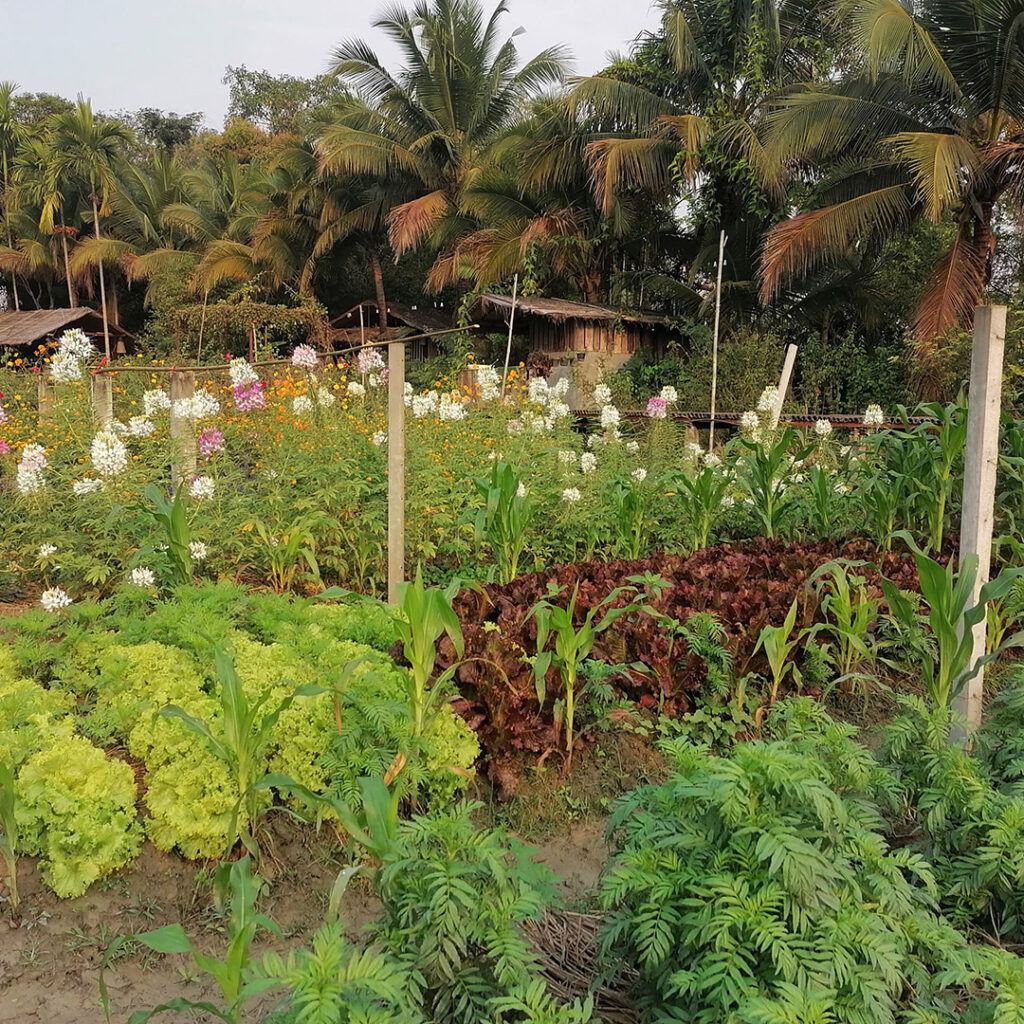 ฟาร์มผักเกษตรอินทรีย์ ปลูกพืชผักกว่า 30 ชนิด