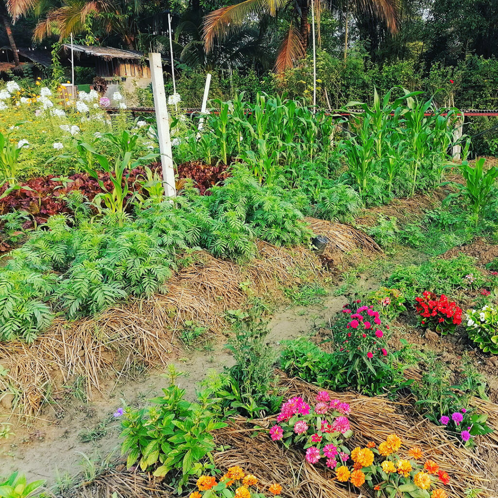 ดอกไม้กินได้ภายในสวนลุงวิลาศ ปลูกแซมกับแปลงผัก