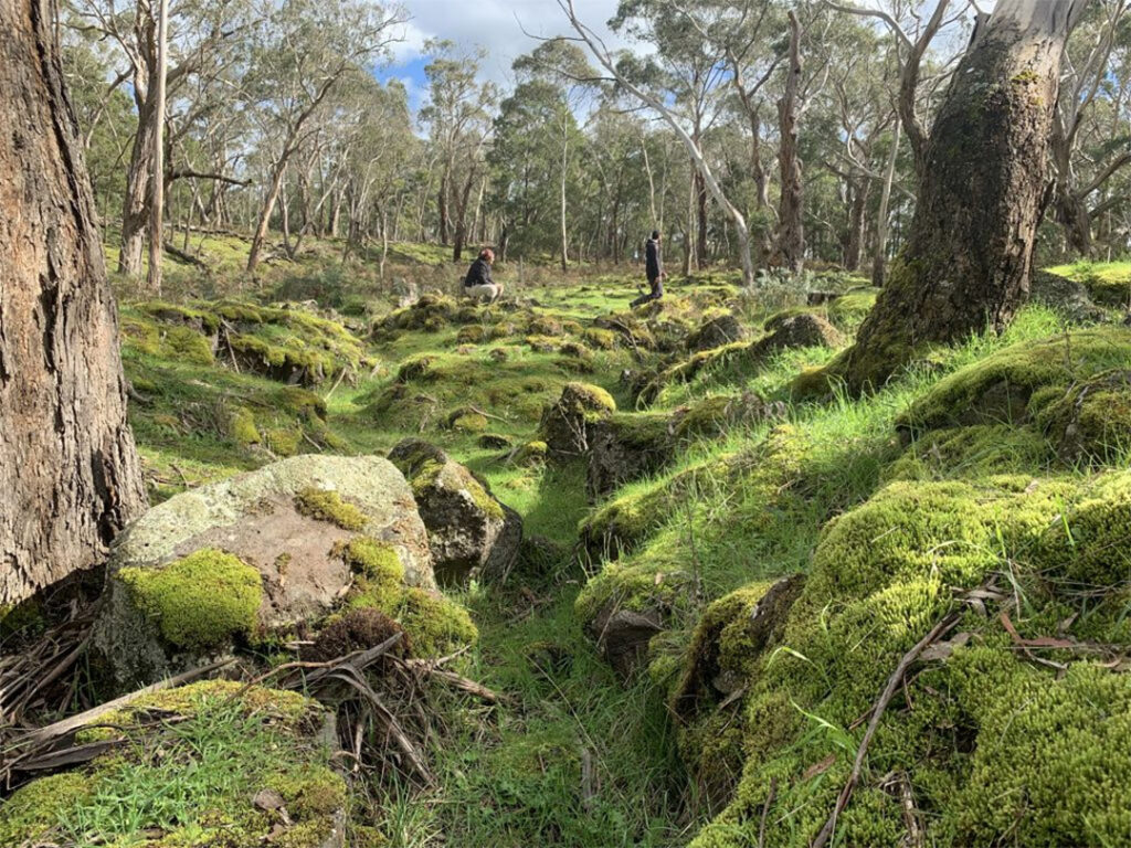 Budj Bim Cultural Landscape