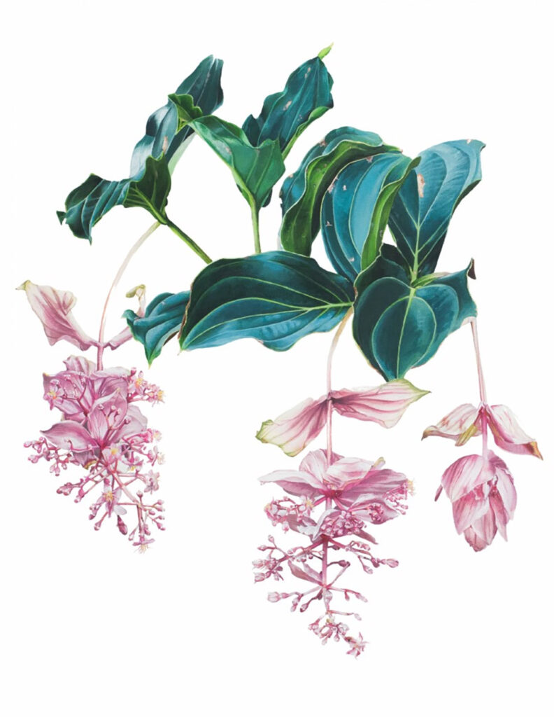 Medinilla magnifica Lindl. by Jean Raynell Bello