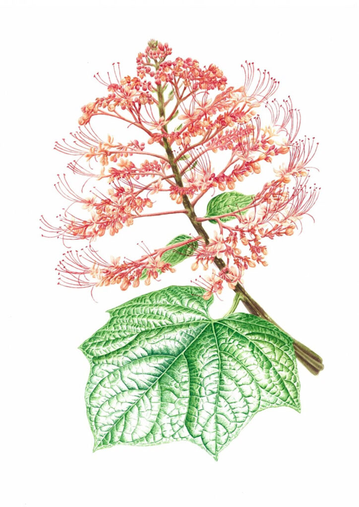 Clerodendrum paniculatum L.  by David Hui Han Toh